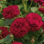 Darcey Bussell / Дарсі Бассел